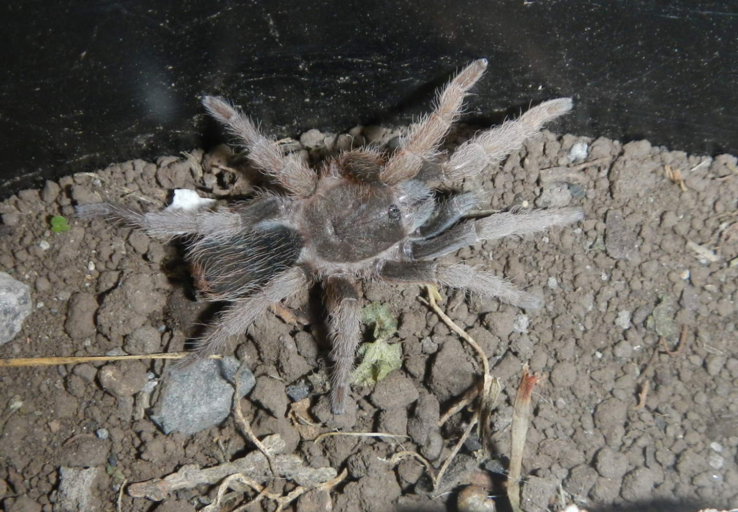 Acaba de ser descubierta y ya está en peligro de extinción vas a tener muy pocas posibilidades de encontrarte con esta gigantesca araña 2