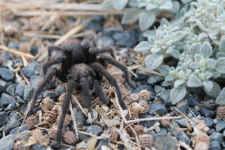 Acaba de ser descubierta y ya está en peligro de extinción: vas a tener muy pocas posibilidades de encontrarte con esta gigantesca araña Acaba de ser descubierta y ya está en peligro de extinción: vas a tener muy pocas posibilidades de encontrarte con esta gigantesca araña