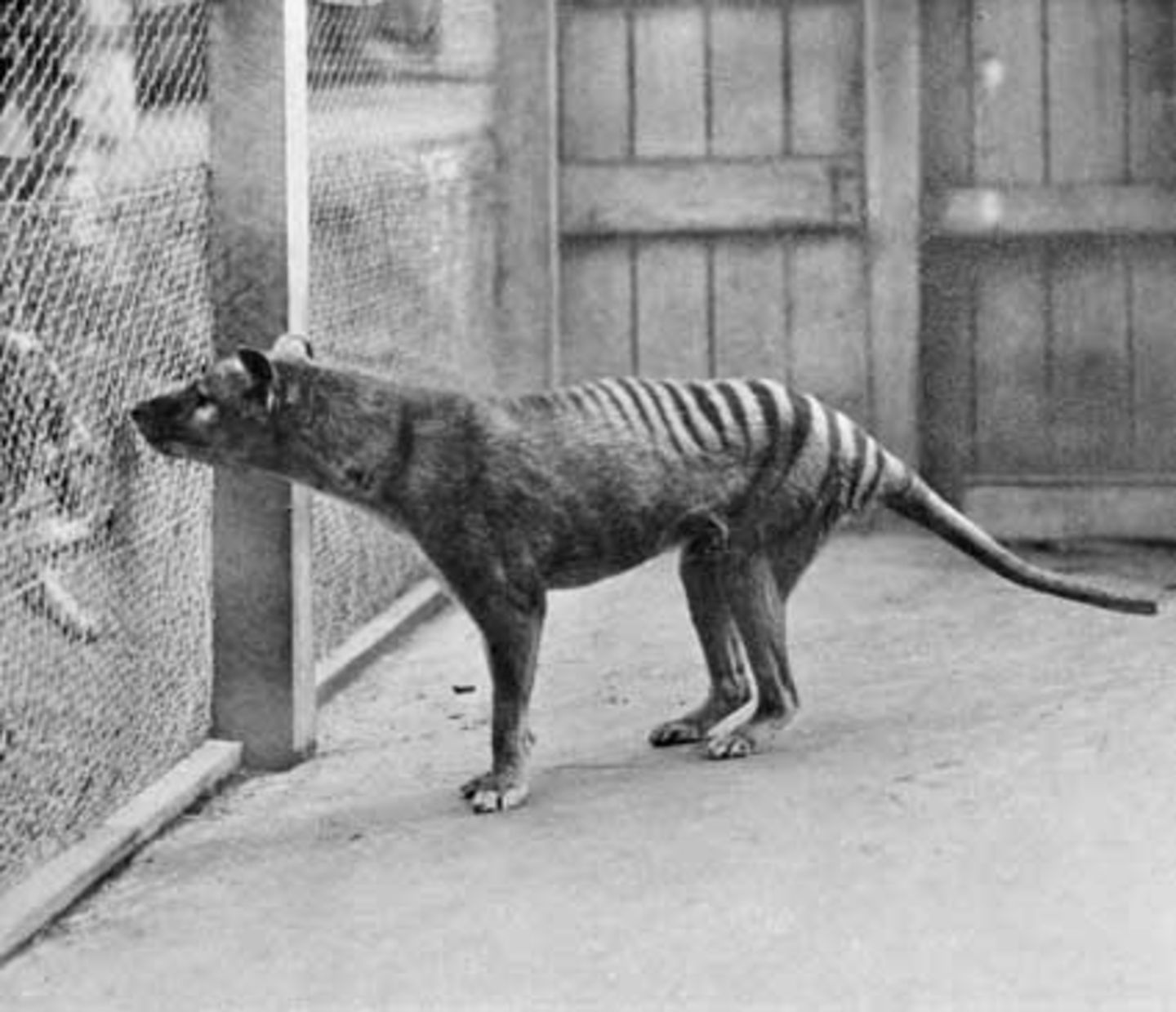 El último ejemplar murió hace 90 años, pero gracias a una cámara podemos revivir a este animal prehistórico extinto 1