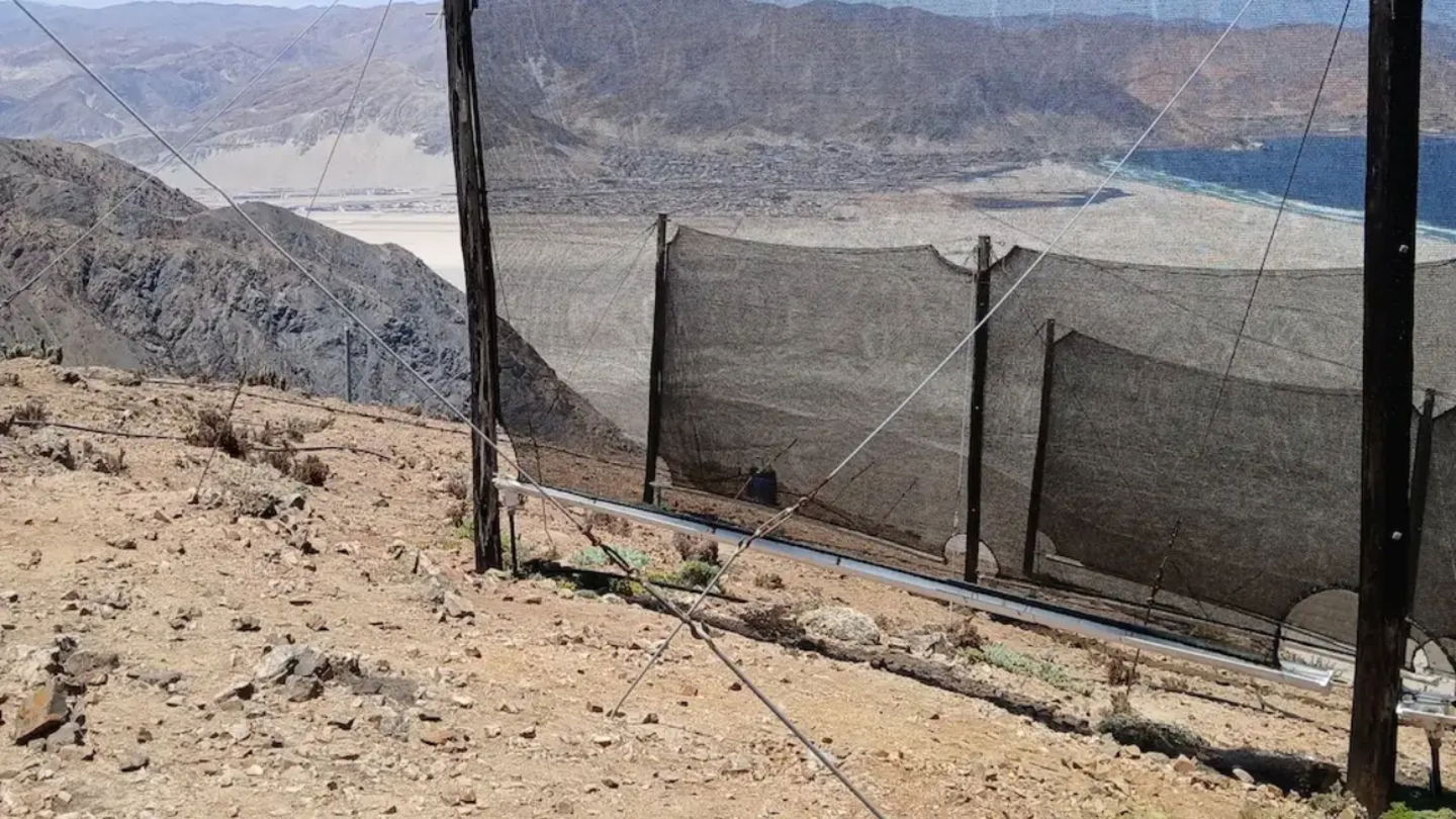 Estas mallas permiten cultivar lechuga, menta o fresas en mitad del desierto