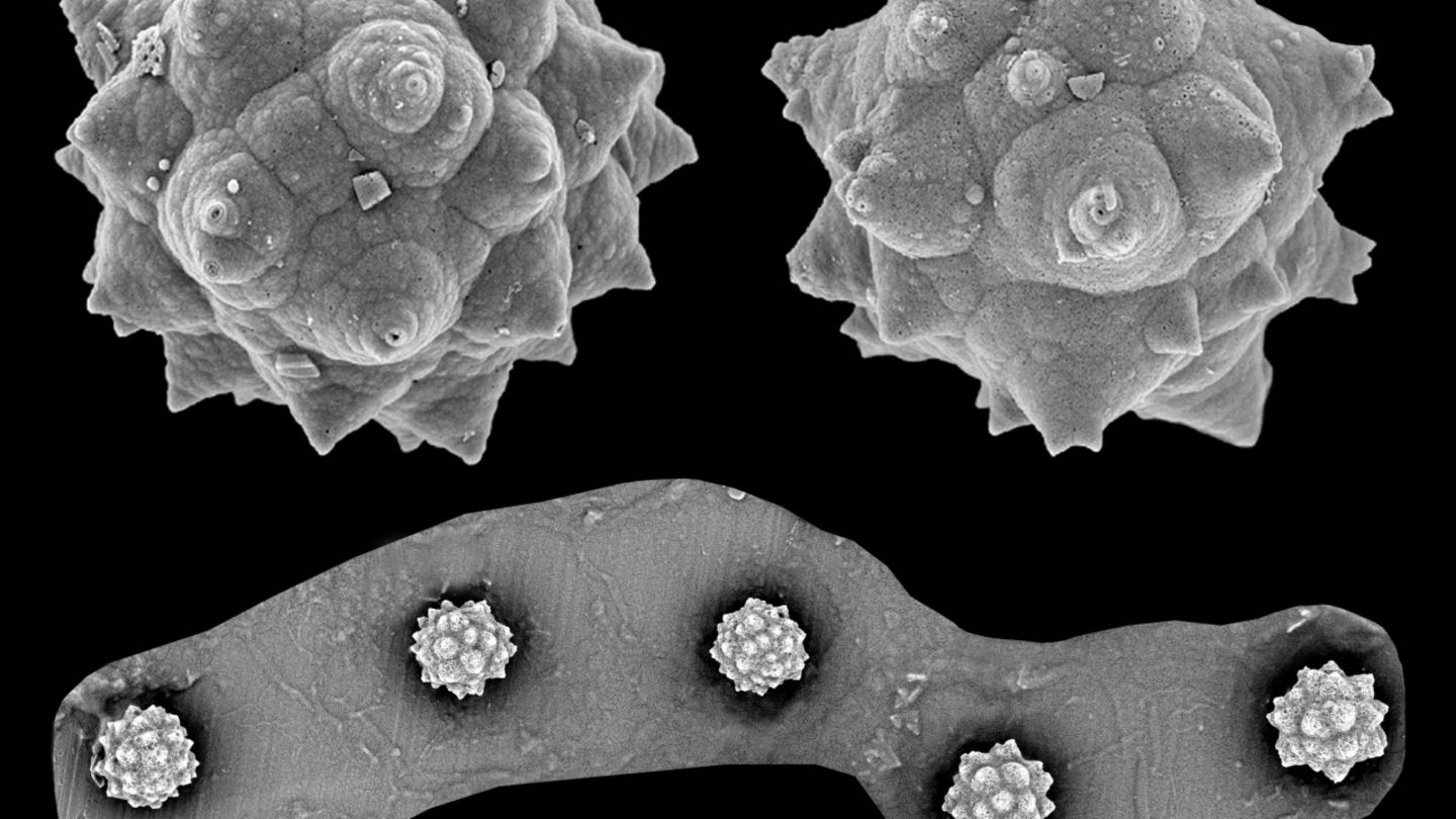 Fitolitos y estigmas fosilizados, que han sido recuperados en la zona ártica de Canadá