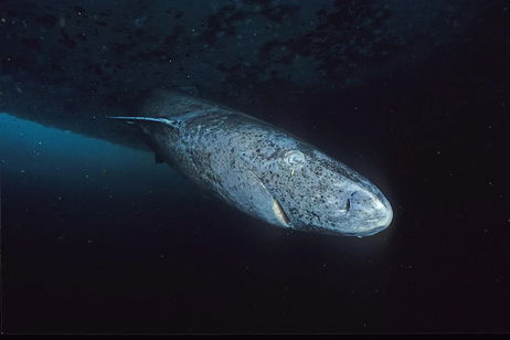 Hay tiburones que pueden vivir 400 años y acabamos de descubrir cuál podría ser el secreto de su longevidad