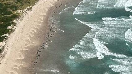 Australia's Cetacean Crisis: Cause Unknown Aerial image of false orcas stranded in Tasmania