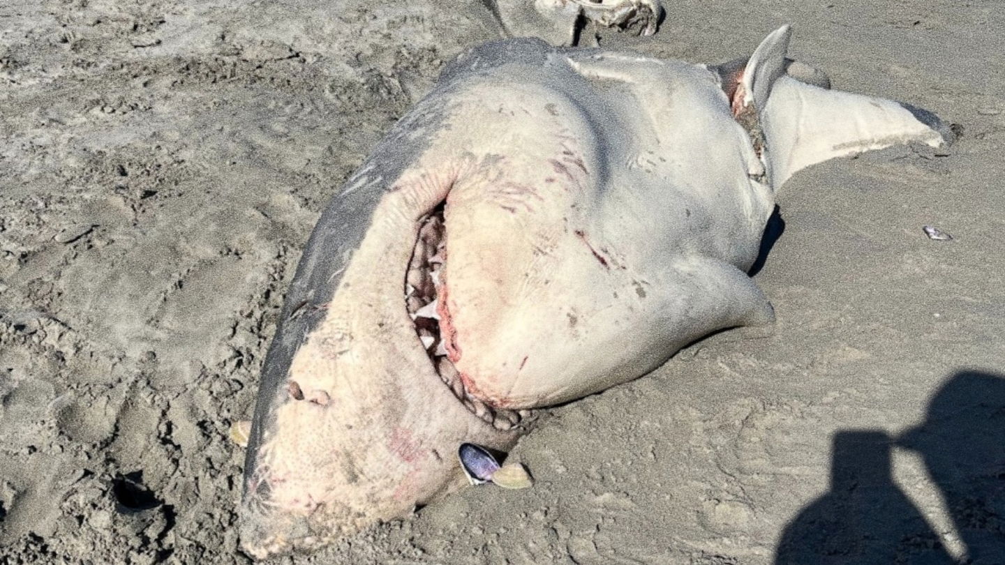 Imagen del cadáver de gran tiburón blanco encontrado en la costa australiana