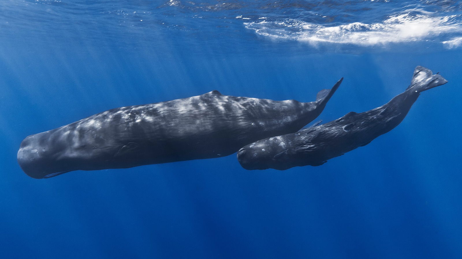 Las 5 especies de ballenas más grandes del mundo y cuánto miden exactamente