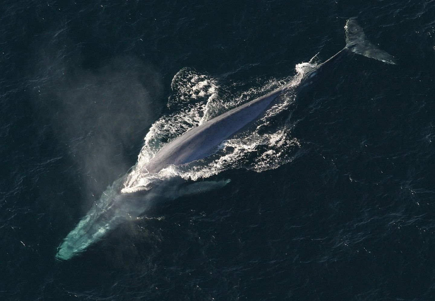 Las 5 especies de ballenas más grandes del mundo y cuánto miden exactamente