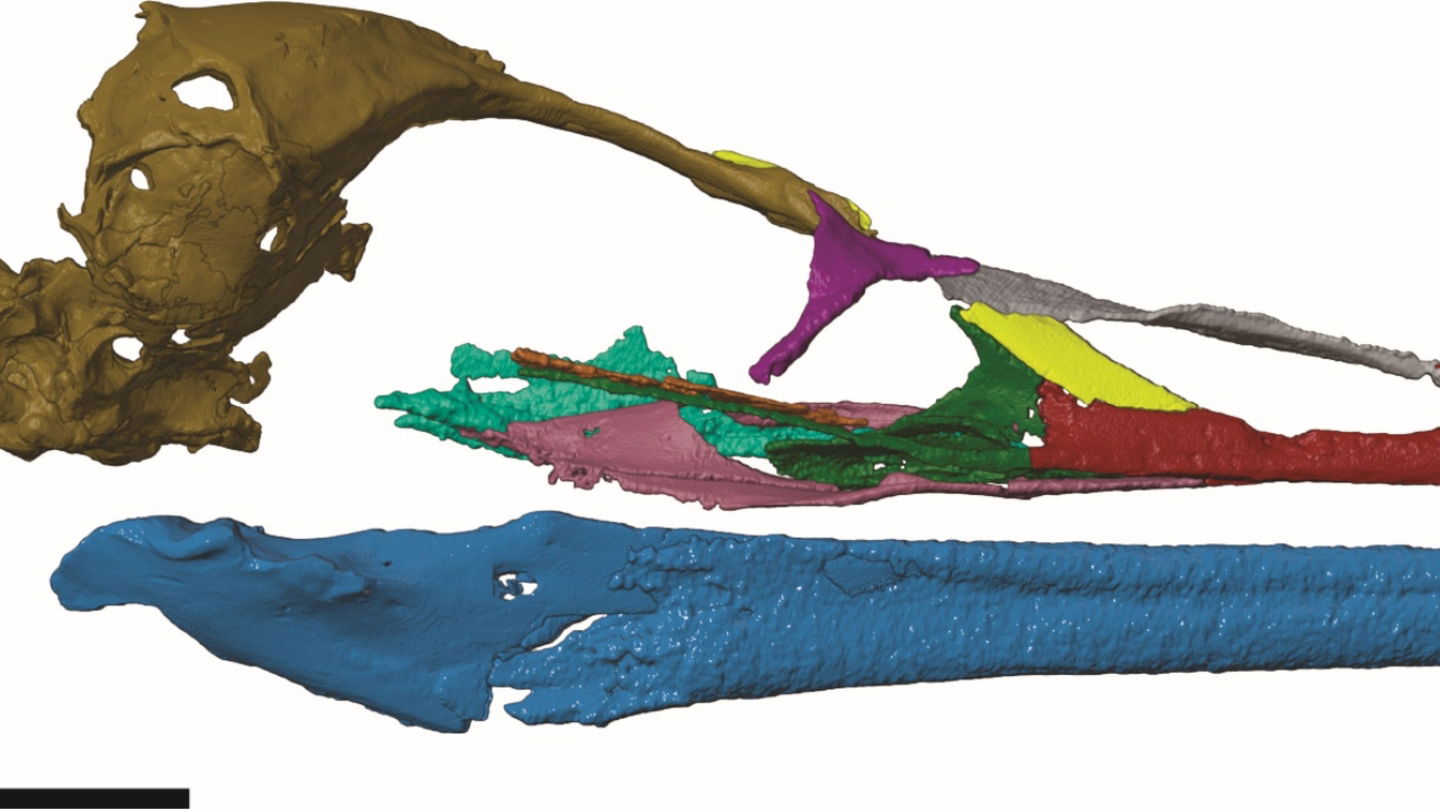 Reconstrucción en 3D del cráneo del Vegavis aiia