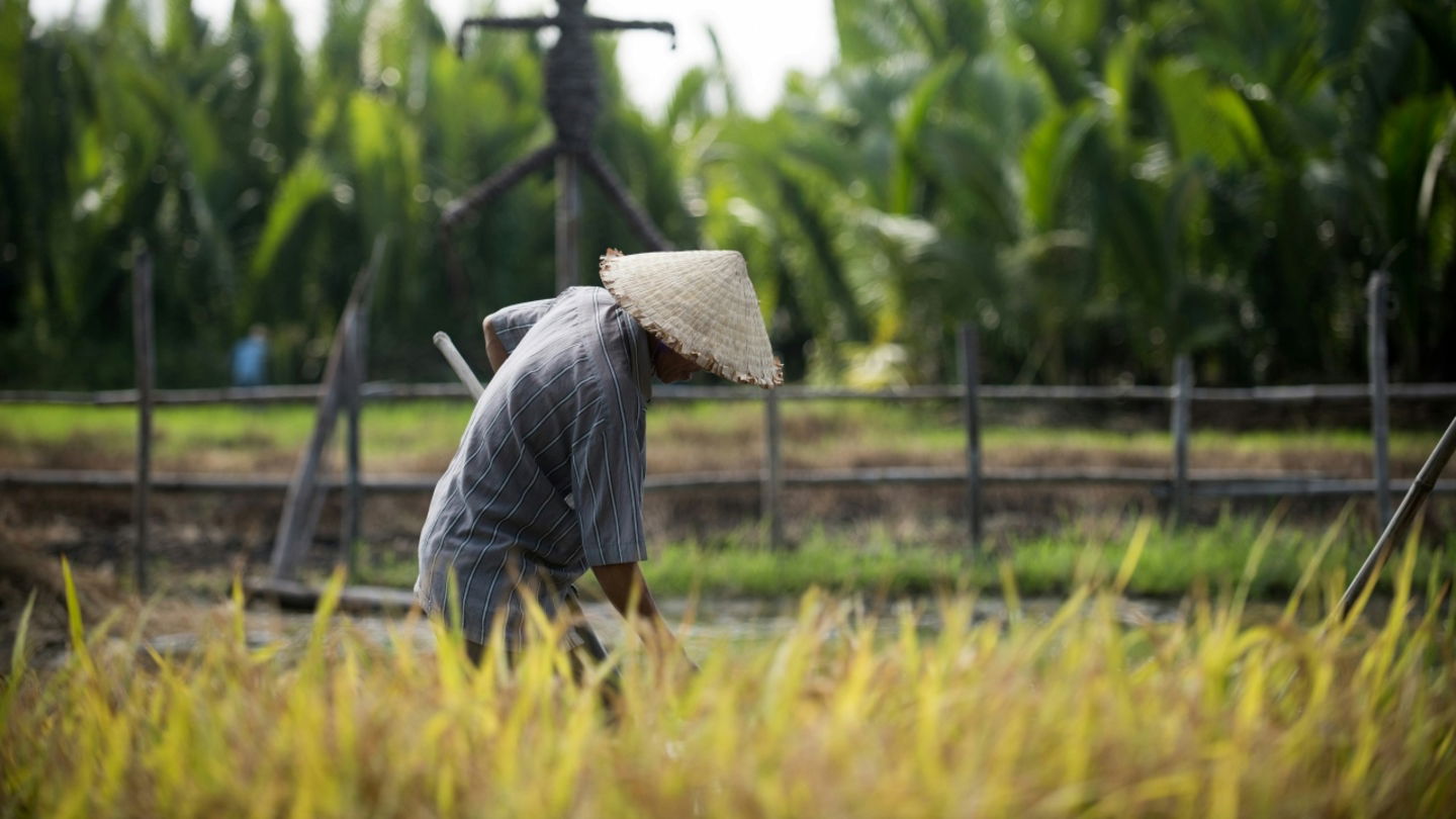 Un agricultor vietnamita de arroz en plena faena