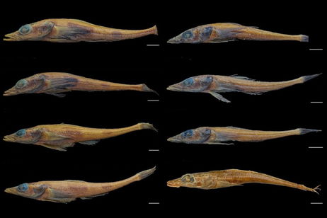 La comunidad científica entre la atención y el asombro por el descubrimiento de una nueva especie de pez dragón antártico