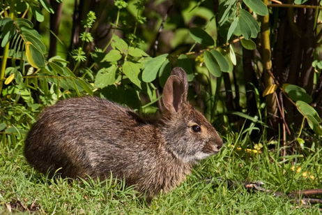 Expertos científicos redescubren una especie desaparecida durante 120 años. Ya está en peligro de extinción