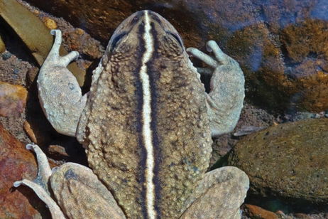 Fue descubierta hace 130 años, desapareció y ahora ha vuelto. Esta rana tiene conmocionados a los biólogos del planeta