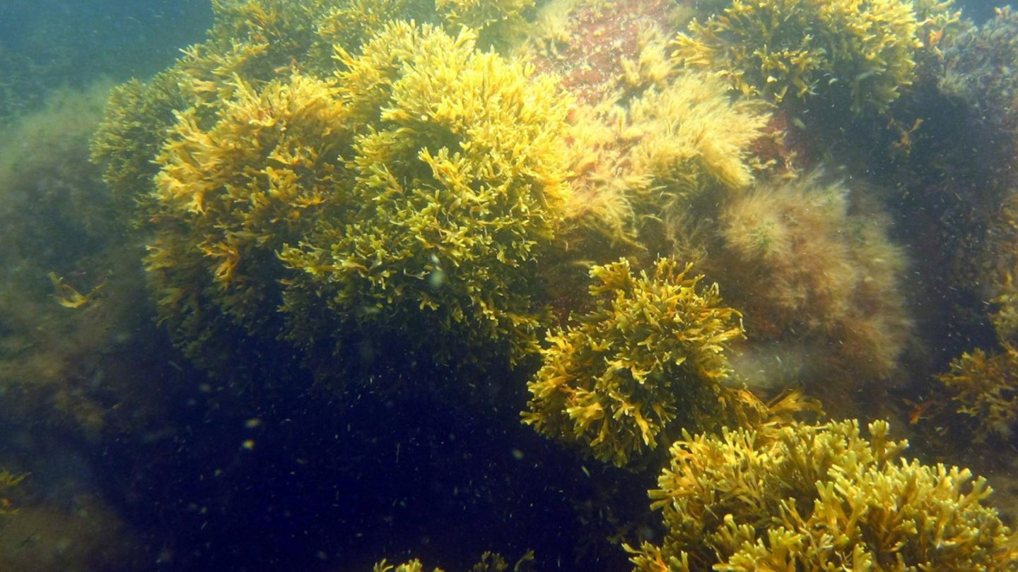 Imagen de clon de algas marinas hallado en el mar Báltico