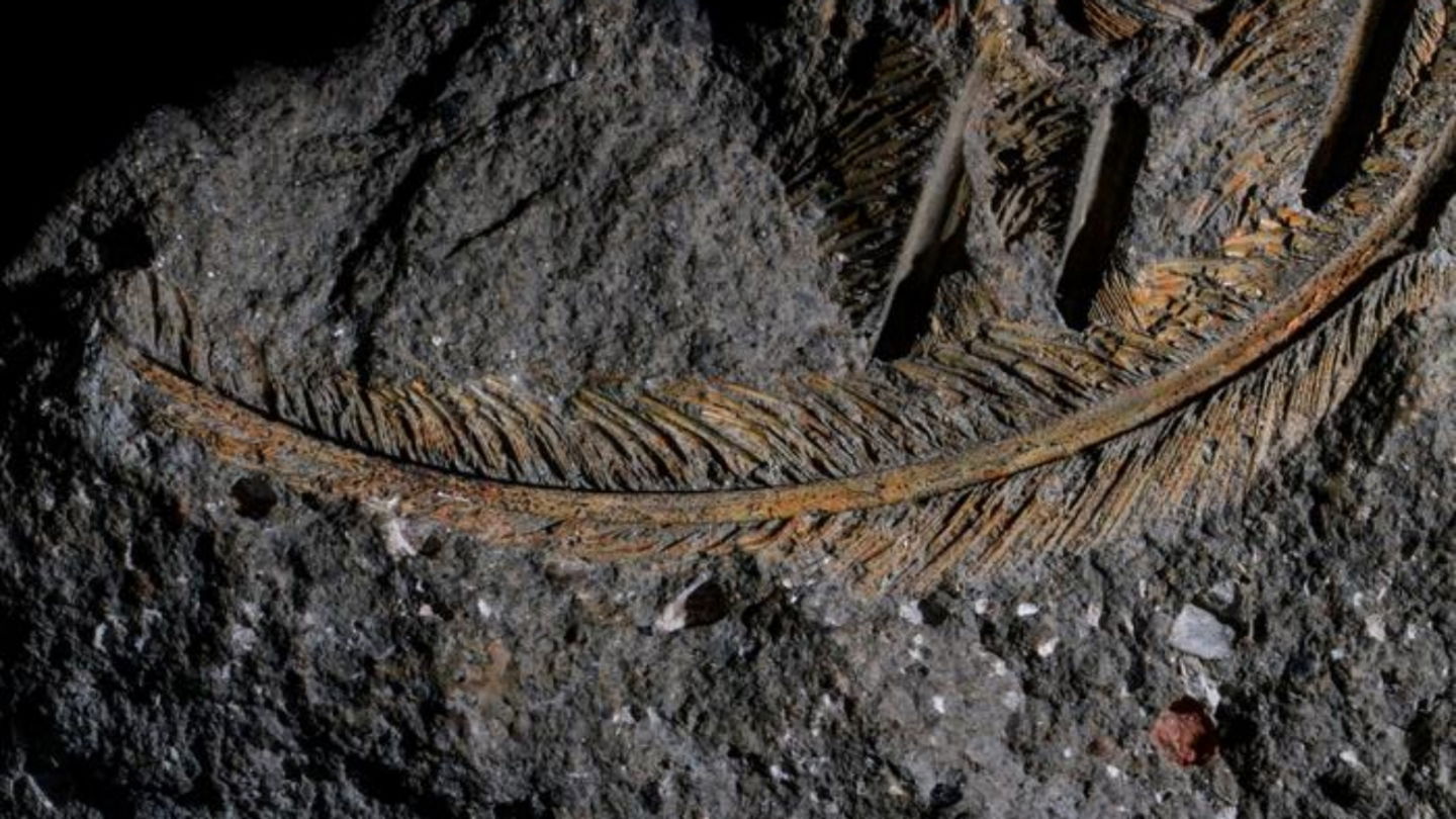 Imagen de la pluma fosilizada hallada entre rocas volcánicas