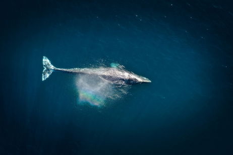 Los océanos tienen un secreto para continuar siendo ricos. Todo está en la caca y el pis de ballena