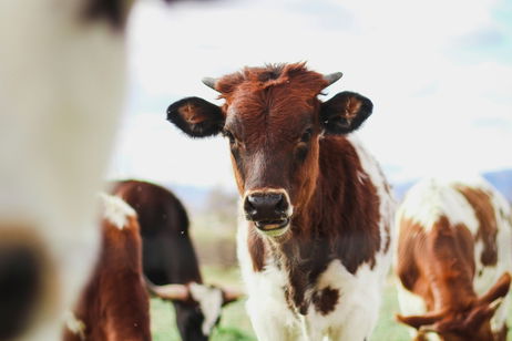 Caca de vaca para crear combustible ecológico. Lo ha hecho Japón y podría ser el futuro de tu coche