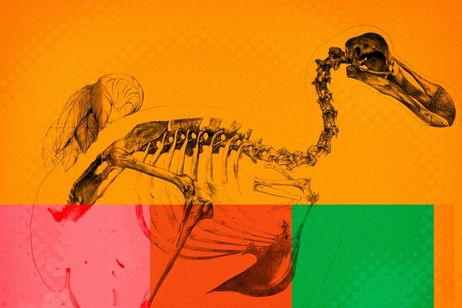Colossal ya tiene nuevos proyectos de clonación: estas son las especies que quiere traer de nuevo a la vida Colossal ya tiene nuevos proyectos de clonación: estas son las especies que quiere traer de nuevo a la vida