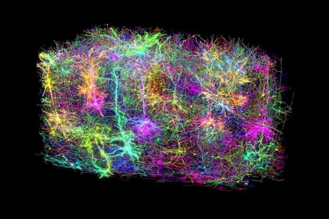 Mide 4 kilómetros y es el mapa más completo que hay de una porción del cerebro. Todavía queda mucho por explorar Mide 4 kilómetros y es el mapa más completo que hay de una porción del cerebro. Todavía queda mucho por explorar