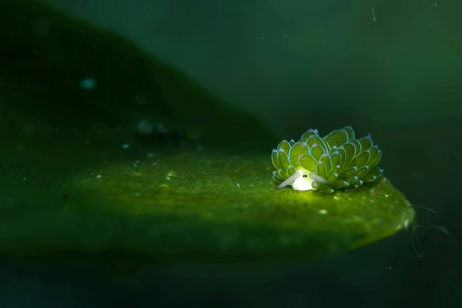 Así engañan a sus depredadores las babosas de mar más coloridas del océano. Todo tiene que ver con el la luz de su entorno Así engañan a sus depredadores las babosas de mar más coloridas del océano. Todo tiene que ver con el la luz de su entorno