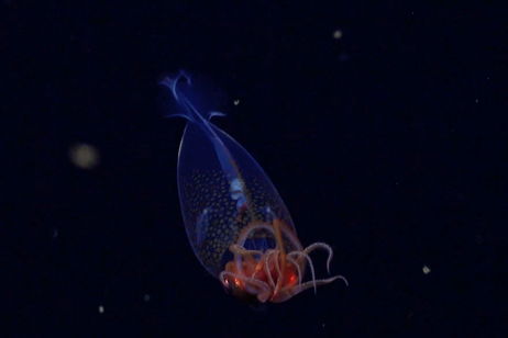 Esta es la primera vez que se ha conseguido grabar a este monstruo de los abismos oceánicos. Y solo es un bebé Esta es la primera vez que se ha conseguido grabar a este monstruo de los abismos oceánicos. Y solo es un bebé