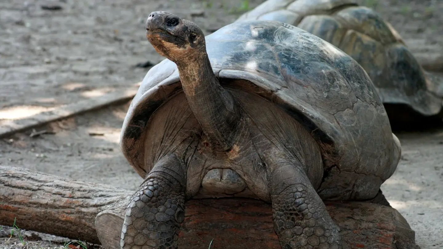 Imagen de archivo de la tortuga apodada como Mommy