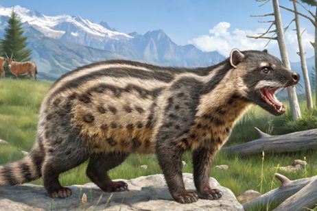 Se descubre, cerca de la montaña más alta del mundo, los restos de un peligroso carnívoro de hace 10 millones de años Se descubre, cerca de la montaña más alta del mundo, los restos de un peligroso carnívoro de hace 10 millones de años