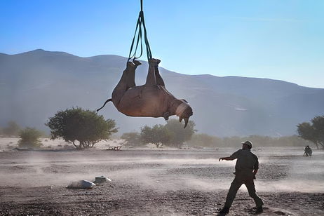 En Namibia, los rinocerontes vuelan boca abajo. Y nos nos hemos vuelto locos, solo se está protegiendo a una de sus especies En Namibia, los rinocerontes vuelan boca abajo. Y nos nos hemos vuelto locos, solo se está protegiendo a una de sus especies