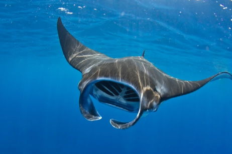 China se pone en marcha y quiere fabricar su flota de drones más extraña: tienen forma de manta raya y tendrán una importante misión