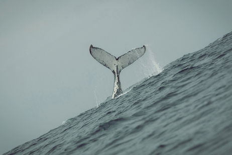La orina de ballena es más importante de lo que pensamos: ayuda a que los océanos estén más vivos