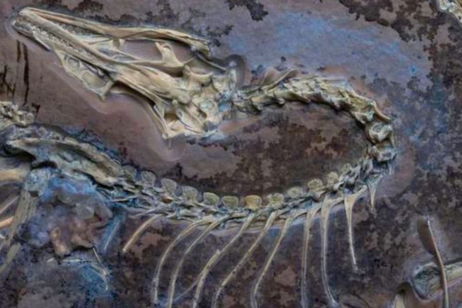 Los secretos de por qué los pájaros vuelan están en este fósil y es de un antiguo dinosaurio