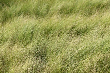 La hierba no es tan antigua como pensamos. Muchos dinosaurios ni siquiera la vieron cuando habitaban la Tierra La hierba no es tan antigua como pensamos. Muchos dinosaurios ni siquiera la vieron cuando habitaban la Tierra