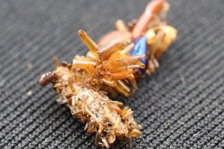 Es el insecto más raro que existe: esta oruga decora su cuerpo con partes amputadas de otros animales Es el insecto más raro que existe: esta oruga decora su cuerpo con partes amputadas de otros animales