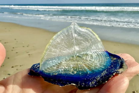 Las "marineras del viento" tiñen de azul playas de California. Estos "diamantes" tienen conexión con el cambio climático