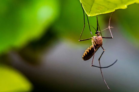 El virus del Nilo sigue conquistando nuevos territorio: ha llegado a la islas británicas El virus del Nilo sigue conquistando nuevos territorio: ha llegado a la islas británicas