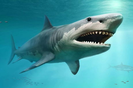 El tiburón más grande de la historia no solo comía ballenas. Así lo han demostrado los estudios El tiburón más grande de la historia no solo comía ballenas. Así lo han demostrado los estudios