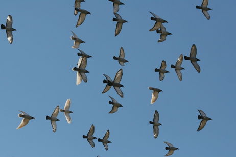 Los radares tienen una nueva misión: observar a miles de millones de aves y por una buena razón