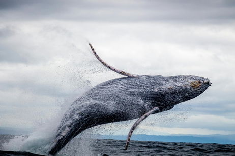 Un nuevo estudio descubre una cuestión vital que no sabíamos de las ballenas: todo está relacionado con sus crías