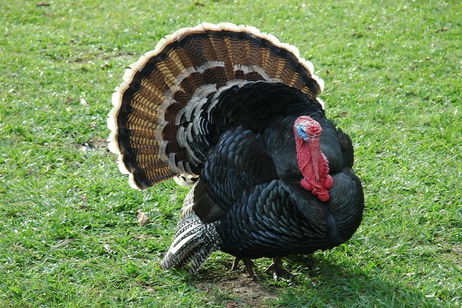 ¿Por qué no comemos huevos de pavo? La explicación es menos evidente lo que parece