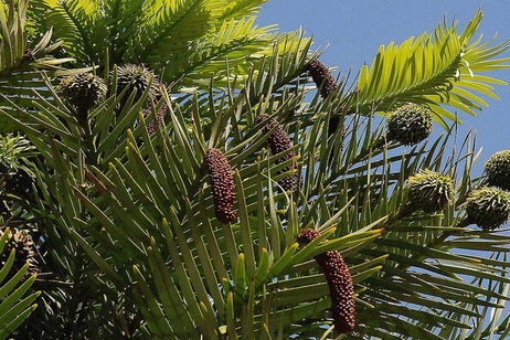 Este es el árbol que los dinosaurios devoraban para alimentarse. Todavía existe y puedes verlo en muchos sitios