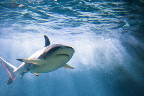 Los tiburones no tienen pulmones, pero sí tienen nariz ¿para qué sirve este órgano en sus cuerpos?