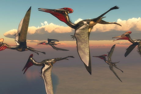 Encuentran en Japón los restos de un nuevo reptil volador: era un pequeño gigante de los cielos Encuentran en Japón los restos de un nuevo reptil volador: era un pequeño gigante de los cielos
