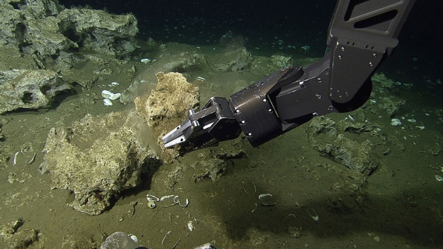 El brazo manipulador de uno de los sumergibles recoge una roca carbonatada con animales adheridos a ella, algunos de los cuales son arañas marinas