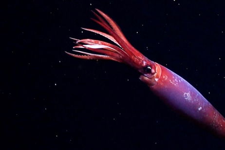 Vive en el océano y es un animal muy raro. Ahora se ha visto uno con "cicatrices de batalla" Vive en el océano y es un animal muy raro. Ahora se ha visto uno con "cicatrices de batalla"