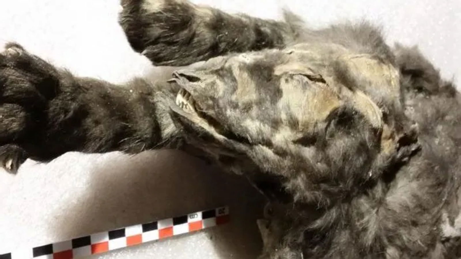 Imagen de archivo de uno de los cachorros de lobo encontrados en Siberia