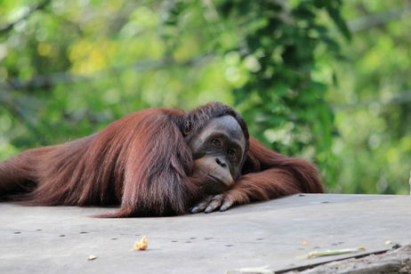 Los orangutanes nos vuelven a sorprender. Su lenguaje parece tener una complejidad comparable al humano