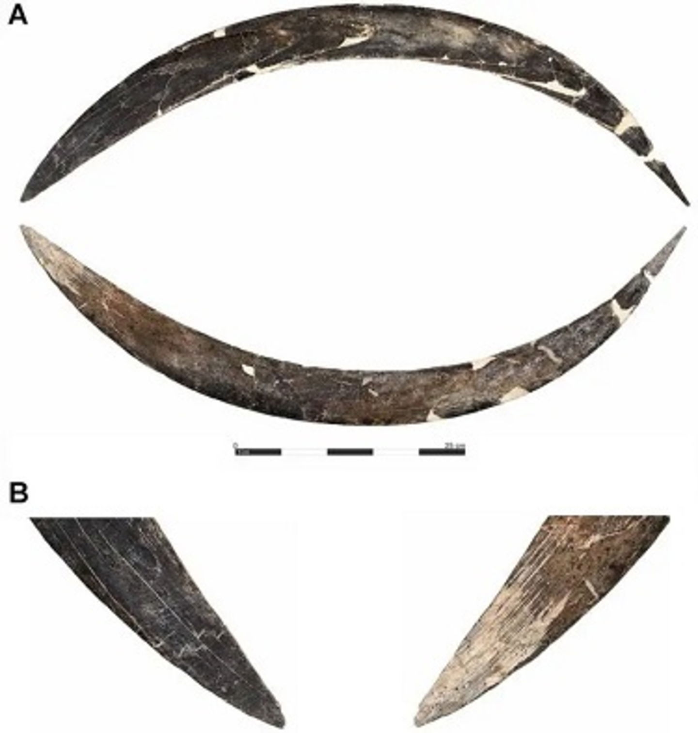 Tiene más de 40.000 años y está hecho con colmillo de mamut. Este bumerán prehistórico deja boquiabiertos a los expertos