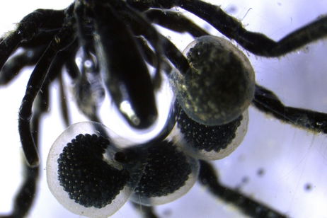 Vive en las profundidades del océano y se alimenta de gas: esta es la araña más rara que jamás hemos visto