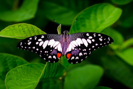 Un antiguo fósil hecho de caca de 230 millones de años revela como eran las mariposas antiguas