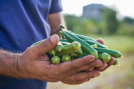 Los científicos descubren algo con lo que combatir los microplásticos: estas plantas podrían salvar a la humanidad
