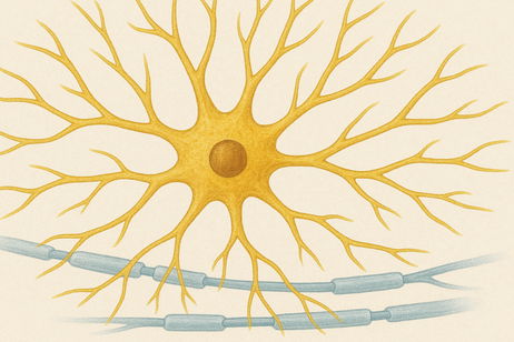 La memoria oculta del cerebro: estos podrían ser los verdaderos guardianes de nuestros recuerdos La memoria oculta del cerebro: estos podrían ser los verdaderos guardianes de nuestros recuerdos