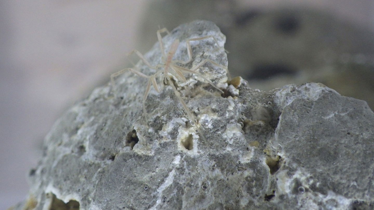 Una araña de aguas profundas sobre una roca carbonatada